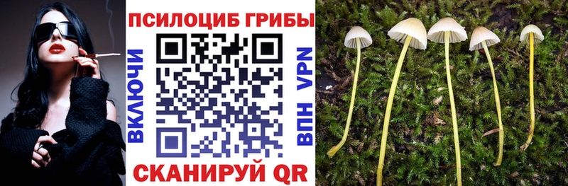 Псилоцибиновые грибы Cubensis  Можга 